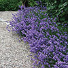 Lavender English Hidcote Hedging Lavender English Hidcote Hedging