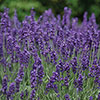 Lavender English Hidcote Hedging Lavender English Hidcote Hedging