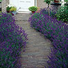 Lavender English Hidcote Hedging Lavender English Hidcote Hedging