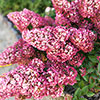Hydrangea Sundae Fraise Hydrangea Sundae Fraise