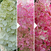 Hydrangea Sundae Fraise Hydrangea Sundae Fraise