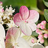 Hydrangea Sundae Fraise Hydrangea Sundae Fraise