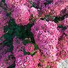 Hydrangea Sundae Fraise Hydrangea Sundae Fraise
