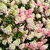 Hydrangea Sundae Fraise Hydrangea Sundae Fraise