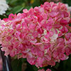 Hydrangea Sundae Fraise Hydrangea Sundae Fraise