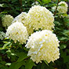 Hydrangea Silver Dollar Hydrangea Silver Dollar
