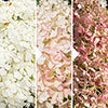 Hydrangea Silver Dollar Hydrangea Silver Dollar