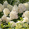 Hydrangea Silver Dollar Hydrangea Silver Dollar