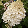 Hydrangea Silver Dollar Hydrangea Silver Dollar