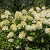 Hydrangea Silver Dollar Hydrangea Silver Dollar