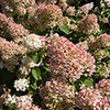 Hydrangea Silver Dollar Hydrangea Silver Dollar