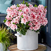 Azalea Encore Sunburst Azalea Encore Sunburst