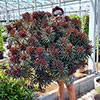 Euphorbia Miners Merlot Euphorbia Miners Merlot