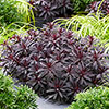 Euphorbia Miners Merlot Euphorbia Miners Merlot