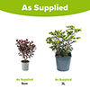 Euphorbia Miners Merlot Euphorbia Miners Merlot