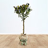 Gift Wrapped Standard Holly Trees Gift Wrapped Standard Holly Trees