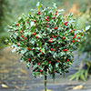 Gift Wrapped Standard Holly Trees Gift Wrapped Standard Holly Trees
