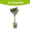 Gift Wrapped Standard Holly Trees Gift Wrapped Standard Holly Trees