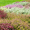 Four Seasons Heather Collection Four Seasons Heather Collection