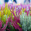 Four Seasons Heather Collection Four Seasons Heather Collection