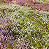 Four Seasons Heather Collection Four Seasons Heather Collection