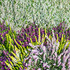 Four Seasons Heather Collection Four Seasons Heather Collection