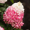 Hydrangea paniculata Living Red Velvet Hydrangea paniculata Living Red Velvet