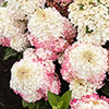Hydrangea paniculata Living Red Velvet Hydrangea paniculata Living Red Velvet