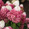 Hydrangea paniculata Living Red Velvet Hydrangea paniculata Living Red Velvet
