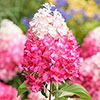 Hydrangea paniculata Living Red Velvet Hydrangea paniculata Living Red Velvet
