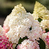 Hydrangea paniculata Living Red Velvet Hydrangea paniculata Living Red Velvet
