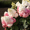 Hydrangea paniculata Living Red Velvet Hydrangea paniculata Living Red Velvet