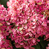 Hydrangea paniculata Living Red Velvet Hydrangea paniculata Living Red Velvet