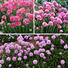 Armeria Dreameria Collection