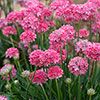 Armeria Dreameria Collection