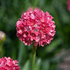 Armeria Dreameria Collection