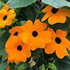 Thunbergia Sunny Susy New Orange Thunbergia Sunny Susy New Orange