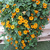 Thunbergia Sunny Susy New Orange Thunbergia Sunny Susy New Orange