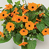 Thunbergia Sunny Susy New Orange Thunbergia Sunny Susy New Orange