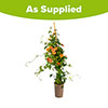 Thunbergia Sunny Susy New Orange