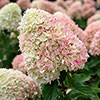 Hydrangea Living Candy Love Hydrangea Living Candy Love