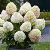 Hydrangea Living Candy Love Hydrangea Living Candy Love