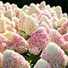 Hydrangea Living Candy Love Hydrangea Living Candy Love