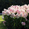 Hydrangea Living Candy Love Hydrangea Living Candy Love