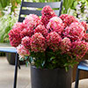 Hydrangea Living Little Rosy Hydrangea Living Little Rosy