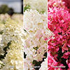Hydrangea Living Little Rosy Hydrangea Living Little Rosy