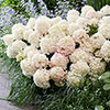 Hydrangea Living Little Rosy Hydrangea Living Little Rosy