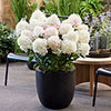 Hydrangea Living Little Rosy Hydrangea Living Little Rosy