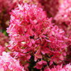 Hydrangea Living Little Rosy Hydrangea Living Little Rosy