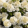 Hydrangea Living Little Rosy Hydrangea Living Little Rosy
